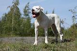 DOGUE ARGENTIN 004